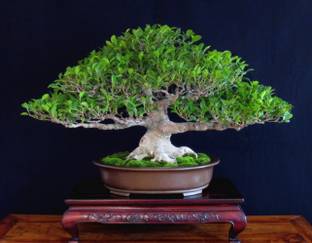 Samarthgreens Ficus Plant