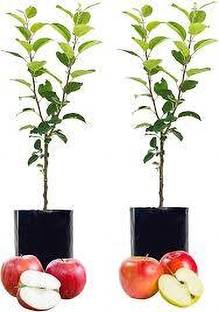 BREEZY BLOOMS Apple Plant