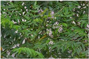 Corofitam Cherry Fruit Plant