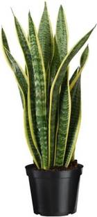 Sanseveria Snake Plant