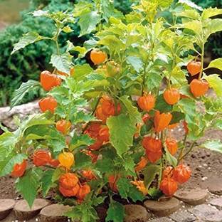 ABEFARIYA Berry Plant