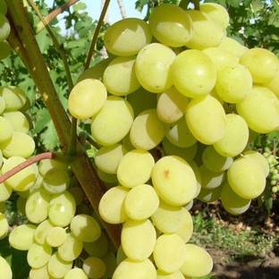 Cloud Farm Grapes Plant