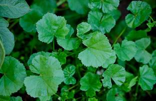Cloud Farm Centella Plant