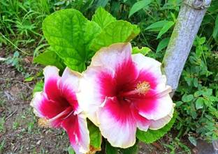 The Green Tree MART Hibiscus Plant