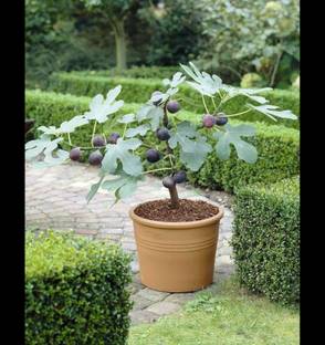 ibains Gular/Cluster Fig Plant
