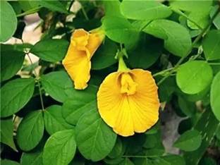 Samarthgreens Aparajita/ Butterfly Pea Plant
