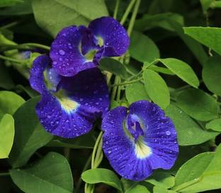 amma green garden Aparajita/ Butterfly Pea Plant