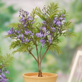 Grafted Jakaranda