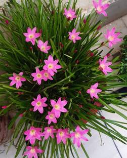 Cloud Farm Lily Plant