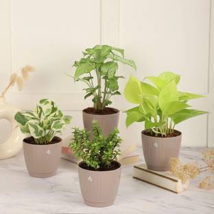 Nurturing Green Jade Plant, Njoy Money Plant, Golden Money Plant, Syngonium Plant