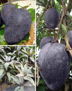 pomgardening Mango Plant