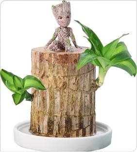 greenlifelive Brazilian Wood