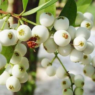 SANJU Cat's Claw Plant