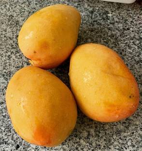 Exotica cheruku rasam Mango Plant
