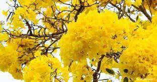 APOSOLUARD Tabebuia rosea