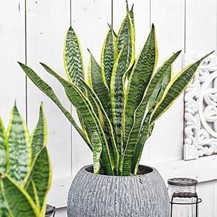 GreenyOn Snake Plant