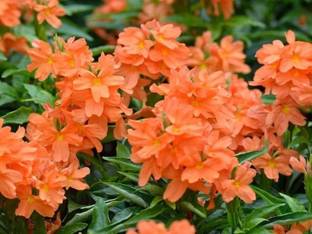Tagetes erecta Firecracker Plant