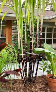 Oxygreenplant Sugarcane