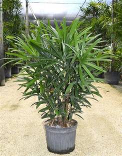 KPL RHAPIS Rhapis Palm Plant