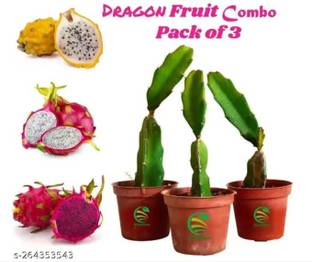 SOHA ENTERPRISE Dragon Tree