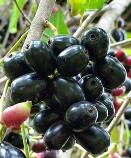 Java Plum Java Plum Plant