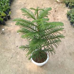 Cloud Farm Christmas Tree Plant