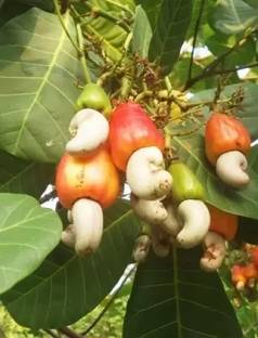 SAYANTIKA NURSERY Cashew Plant