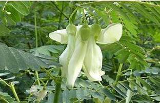 PlantsMart Hamelia Plant