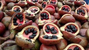 Plant Paradise Almond Plant