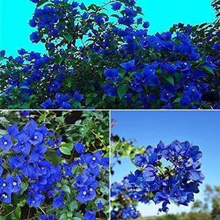 LeafLinks Bougainvillea Plant