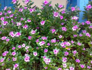 podhey Sadabahar Plant