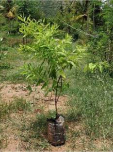 ASPAS White Sandalwood Plant