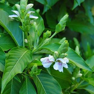 ABEFARIYA White Vasa plant