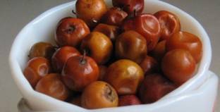 Greenlive traders Jackal Jujube Plant