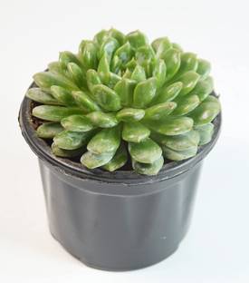 India Gardening Echeveria Plant