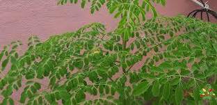 AICHPLANTSEED Drumstick Tree Plant