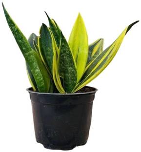 Dracaena trifasciata Golden Snake Plant