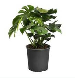 fnmplants Monstera Mini