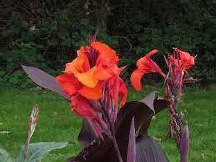 graanplanthub Canna Lily Plant