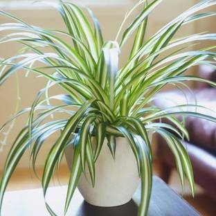 Vamsha Spider Plant