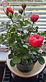 YourPlant Rose Plant