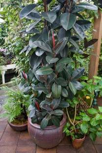 tojo Rubber Tree