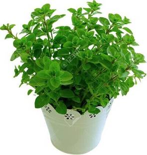 VANASPATI UDYAN Marjoram Plant
