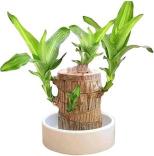 ScrubFree Lucky Brazilian Wood Plant - Indoor Air Purifier & Feng Shui Decor, Green Leaves Seed