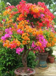 HALDER Baugainvillea Plant