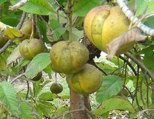 the green dotcom Elephant Apple Plant