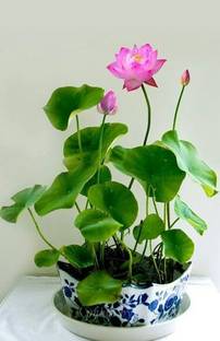 Royplant Lotus Plant