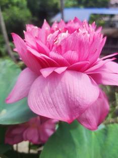 G0 GREEN Lotus Plant