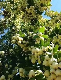 GRFTEEN VIIEW Guava Plant