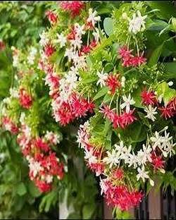 ALOCHUZ Madhumalti/Rangoon Creeper